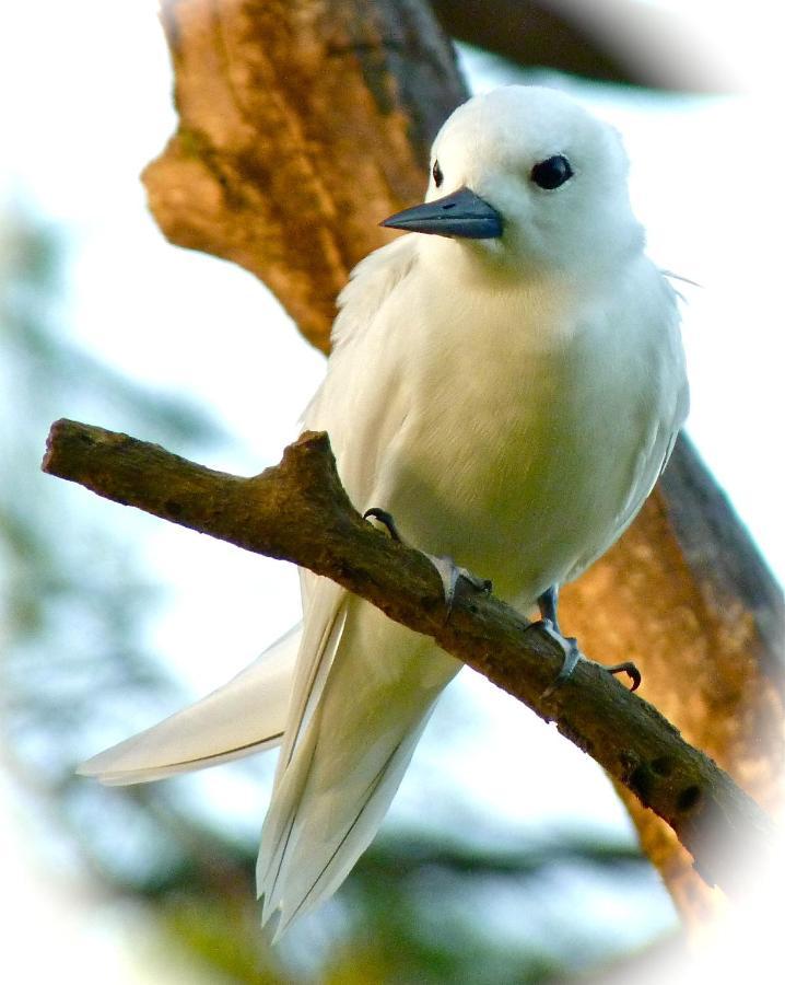 Fairy-Tern Chalets Ile aux Cerfs Eksteriør bilde